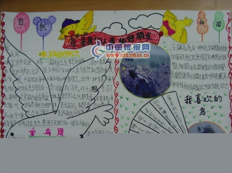 爱鸟周手抄报-鸟是我们人类的朋友